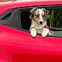 Ace participe au concours pour gagner de l'argent avec cette photo : dog, car, red_car, window, animal, pet, fur, paws, outdoor, greenery, fence, curious, looking_out, vehicle, transport, nature, daylight, canine, resting, side_view