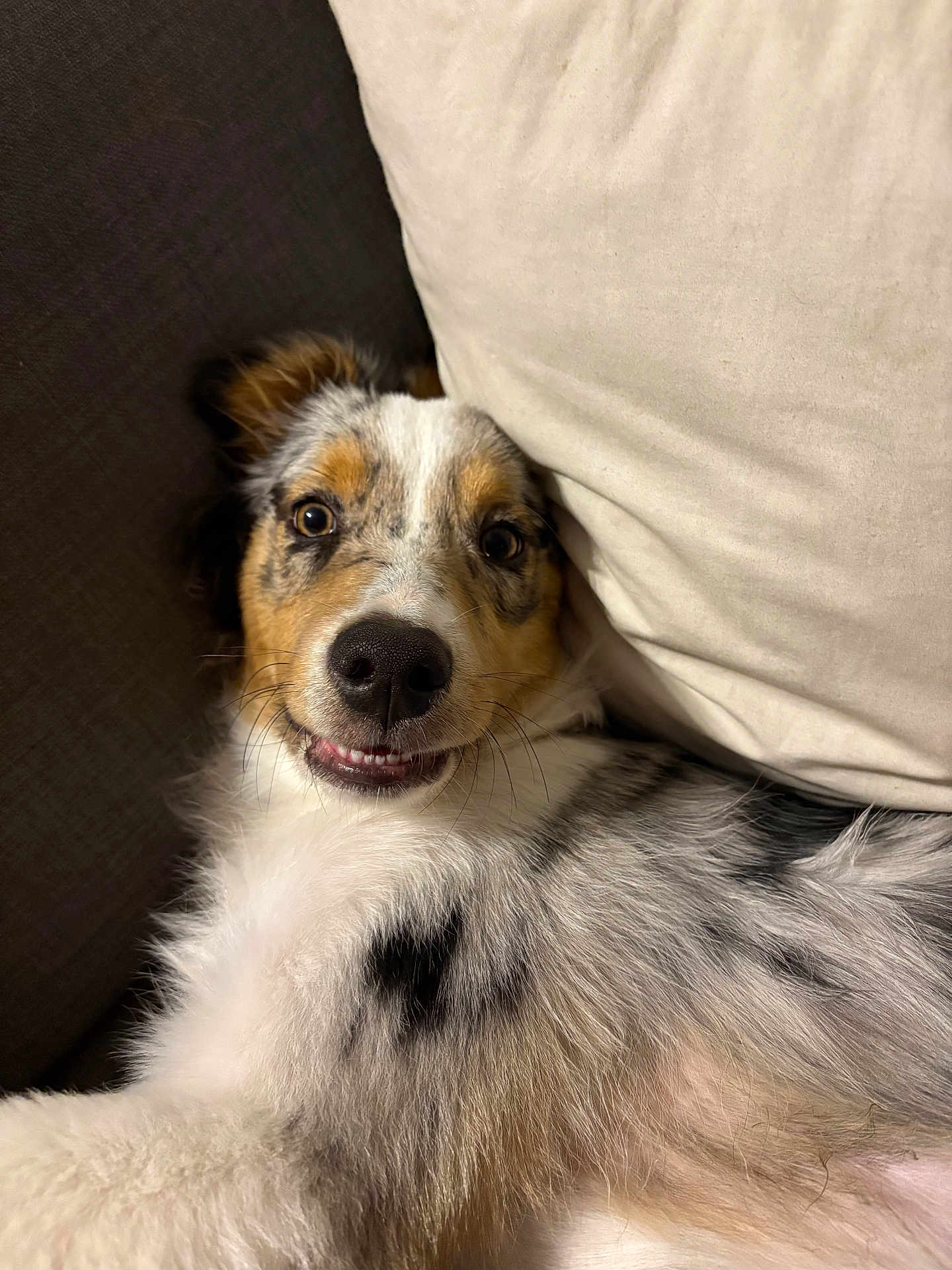 Ace participe au concours pour gagner de l'argent avec cette photo : dog, canine, smiling, cute, pet, fur, couch, pillow, indoor, closeup, happy, animal, face, portrait, relaxed, laying, furry, ears, whiskers, friendly