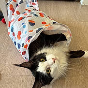 Batman participe au concours pour gagner de l'argent avec cette photo : cat, black_and_white, polka_dot, tunnel, playful, whiskers, curious, indoor, floor, pet, feline, animal, wide_eyes, fur, cute, domestic, living_room, toy, play, resting
