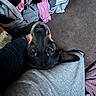 animal, black_fur, brown_fur, carpet, casual_clothing, clothing, cozy, dog, ears, eyes, floor, hand, head_tilt, home, indoors, laundry_basket, looking_up, person, pet, snout