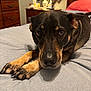 Harley is registered to the contest to win money with this photo: dog, bed, indoor, furniture, lamp, wooden_drawer, pet, animal, close_up, brown, black, eyes, paw, nose, cozy, room, blanket, resting, looking, sleepy