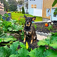 Harley joined the competition — help win amazing prizes! dog, garden, plants, green_leaves, suburban, house, sunset, outdoor, pet, nature, yard, vegetation, flower_bud, mulch, fence, sidewalk, landscape, shrub, domestic_animal, canine