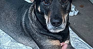 Harley is registered to the contest to win money with this photo: animal, bed, black_fur, blanket, brown_eyes, carpet, closeup, comfort, companion, dog, ears, fur, home, human_hand, indoor, looking_at_camera, paw, pet, resting, tan_fur