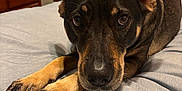 Harley is registered to the contest to win money with this photo: dog, bed, indoor, furniture, lamp, wooden_drawer, pet, animal, close_up, brown, black, eyes, paw, nose, cozy, room, blanket, resting, looking, sleepy