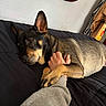 Harley joined the competition — help win amazing prizes! animal, bed, black_bedspread, brown_dog, casual, comfort, connection, cozy, dog, furniture, hand, human_hand, indoor, mirror, paw, pet, relaxed, resting, touch, wall