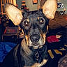 Harley is registered to the contest to win money with this photo: black, blanket, books, brown, candid, collar, cozy, dog, door, ears, eyes, face, furniture, hat, indoor, light, pet, room, snapchat, technology