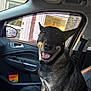 Harley joined the competition — help win amazing prizes! dog, car_interior, smiling, pet, leather_seat, window, door, seatbelt, happy, tongue_out, animal, domestic_dog, side_mirror, urban, tree, daylight, vehicle, portrait, canine, friendly