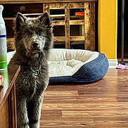 Tala joined the competition — help win amazing prizes! dog, puppy, indoor, wooden_floor, dog_bed, furniture, living_room, brown_furniture, curious, pet, canine, collar, floor, home, domestic_animal, fur, ears, animal, young_dog, standing