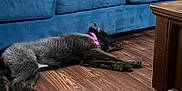 Tala is registered to the contest to win money with this photo: dog, black_dog, pink_collar, sleeping, floor, wooden_floor, blue_couch, couch, living_room, furniture, table, wooden_table, relaxing, pet, indoor, domestic, resting, cozy, quiet, calm