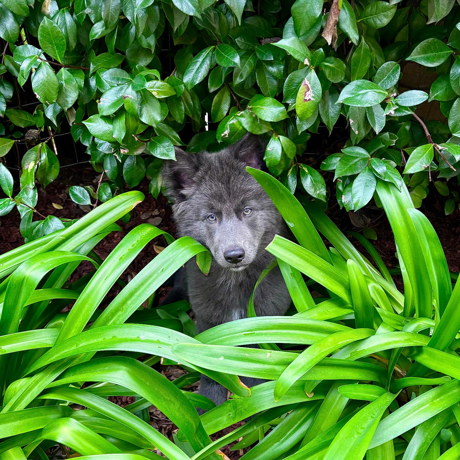 Tala is registered to the contest to win money with this photo: puppy, dog, gray, green_leaves, plants, garden, nature, outdoor, cute, animal, young, fur, pet, eyes, bush, foliage, curious, grass, small, adorable