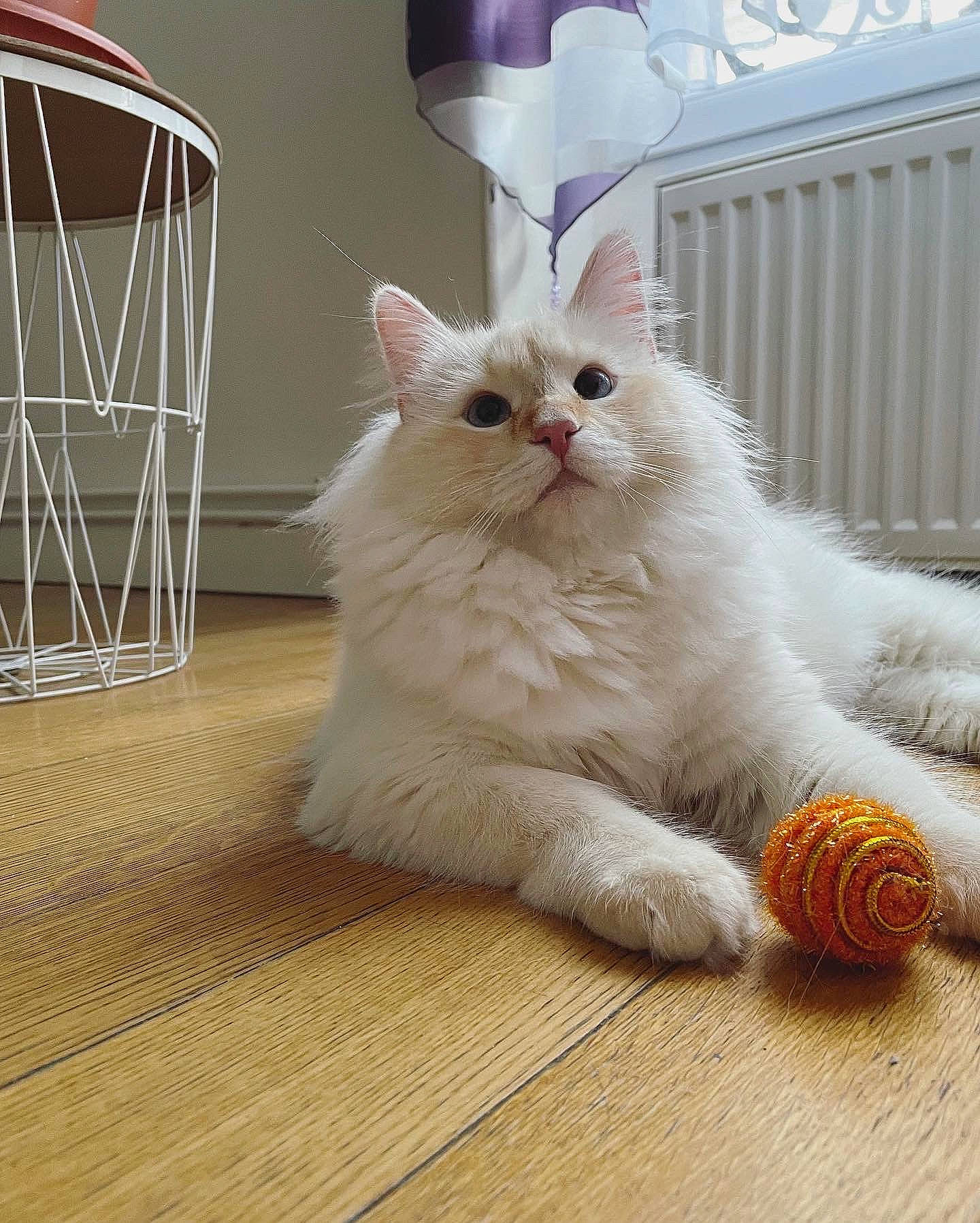 Sony participe au concours pour gagner de l'argent avec cette photo : carnivore, cat, claw, comfort, felidae, flooring, foot, fur, hardwood, laminate_flooring, paw, sitting, small_to_medium_sized_cats, tail, varnish, vegetable, whiskers, wood, wood_flooring