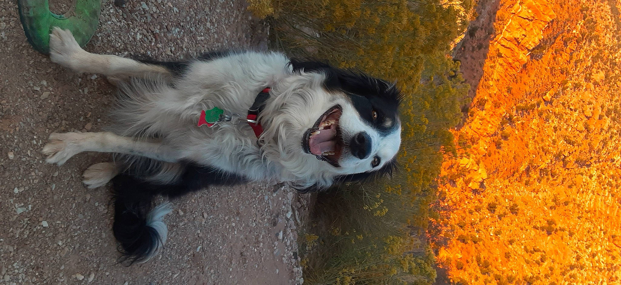 Cali joined the competition — help win amazing prizes! art, canidae, carnivore, companion_dog, dog, dog_breed, eye, fang, felidae, fur, grass, mammal, paw, small_to_medium_sized_cats, snout, sporting_group, tail, vertebrate, whiskers, working_animal