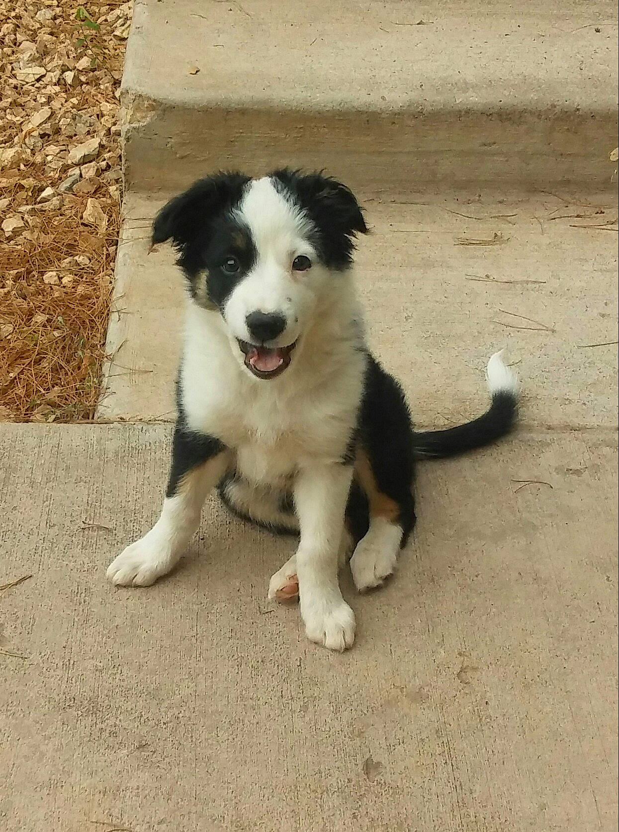 Cali joined the competition — help win amazing prizes! australian_collie, balance, border_collie, canidae, carnivore, companion_dog, dog, dog_breed, herding_dog, paw, sporting_group, tail, working_dog
