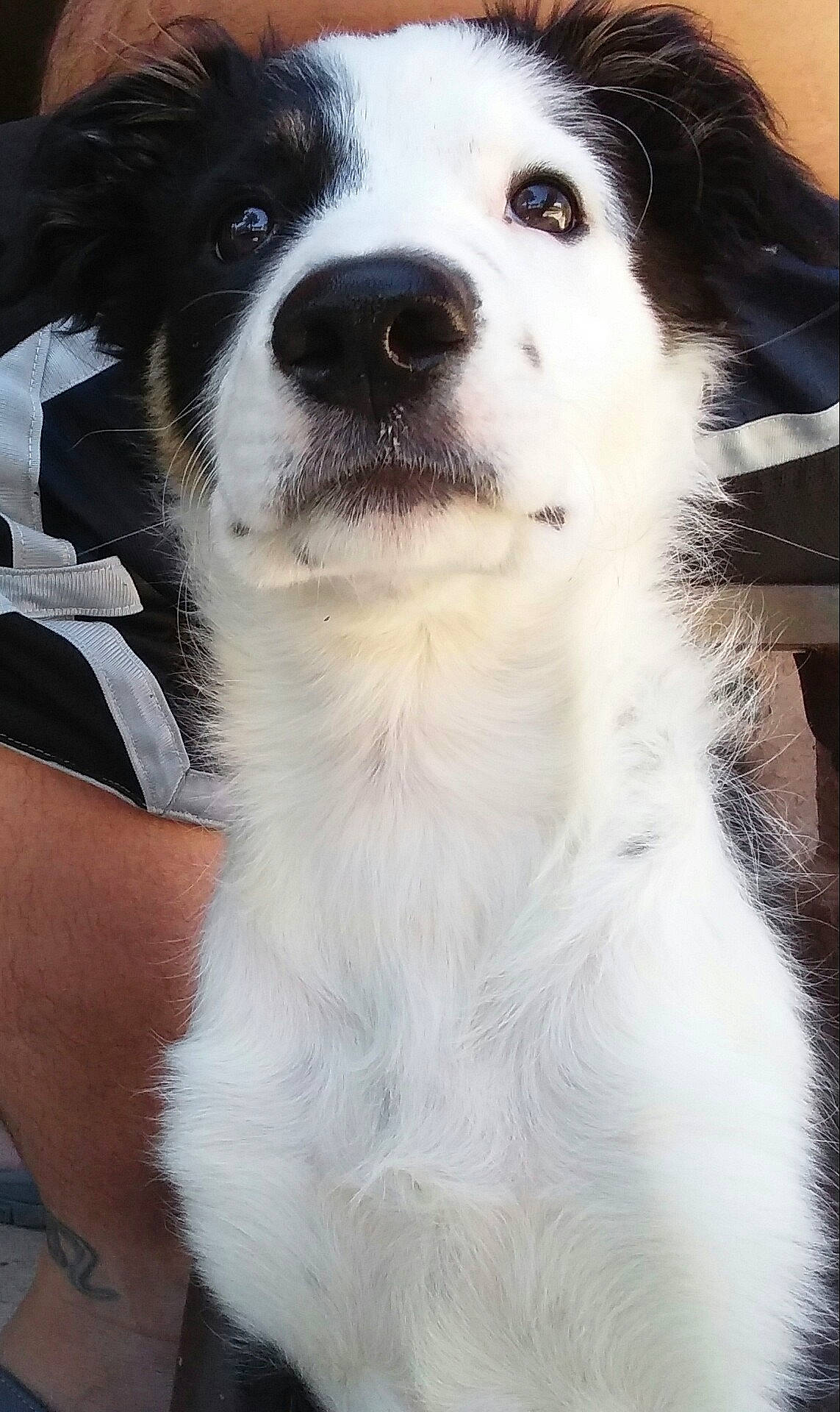 Cali is registered to the contest to win money with this photo: ancient_dog_breeds, canidae, carnivore, collar, companion_dog, dog, dog_breed, dog_collar, fur, non_sporting_group, snout, sporting_group, whiskers, working_animal, working_dog