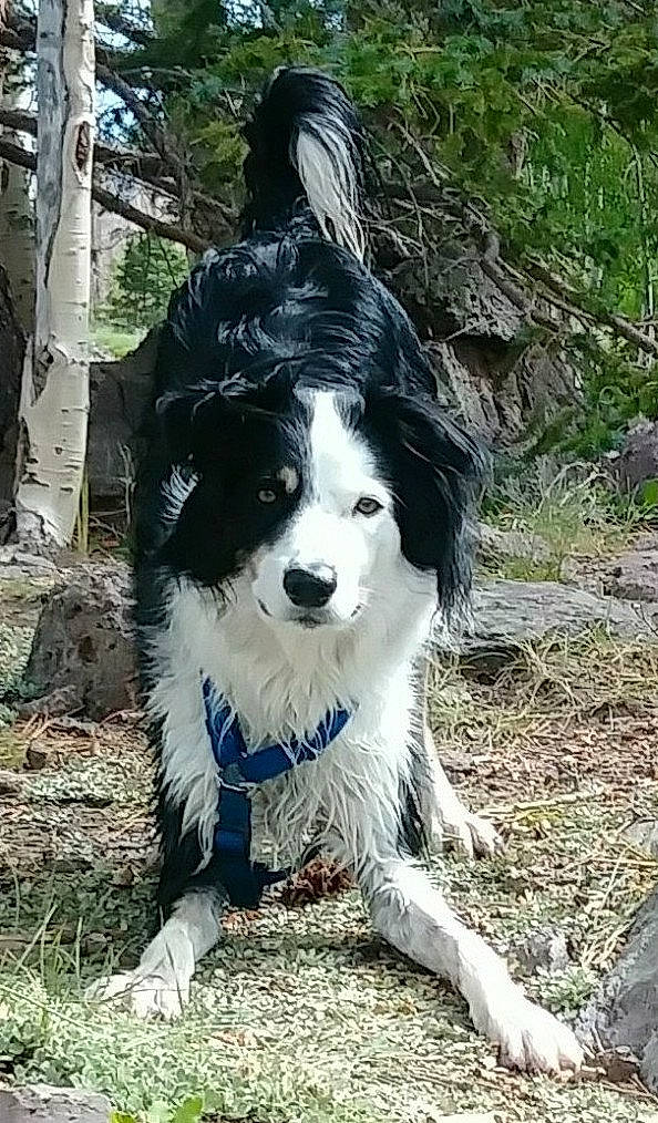 Cali joined the competition — help win amazing prizes! ancient_dog_breeds, border_collie, canidae, carnivore, companion_dog, dog, dog_breed, dog_supply, fur, herding_dog, plant, snout, sporting_group, tail, terrestrial_animal, toy_dog, tree, whiskers, working_animal, working_dog