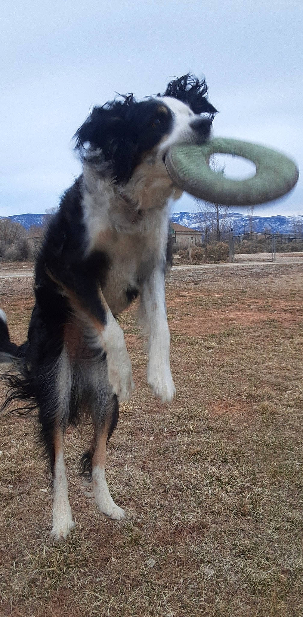 Cali joined the competition — help win amazing prizes! animal_sports, australian_collie, australian_shepherd, border_collie, canidae, carnivore, companion_dog, dog, dog_breed, dog_sports, fur, giant_dog_breed, herding_dog, sky, snout, sporting_group, tail, terrestrial_animal, working_animal, working_dog
