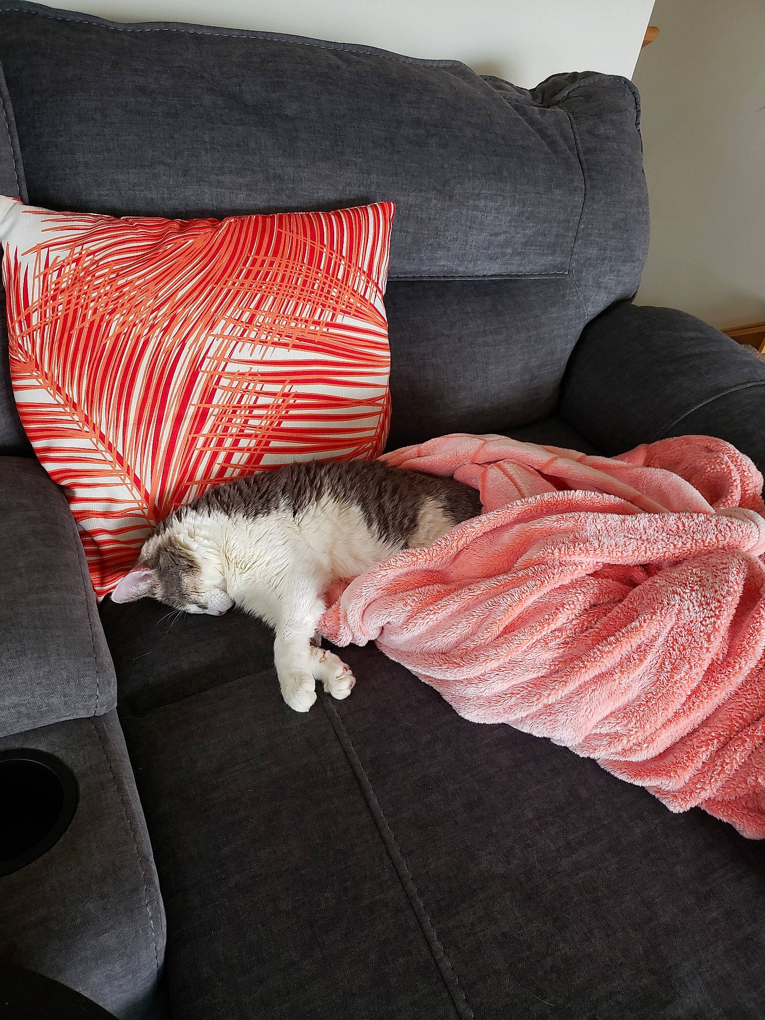 Pei is registered to the contest to win money with this photo: canidae, carnivore, cat, comfort, couch, cushion, felidae, fur, furniture, kitten, linens, nap, pillow, small_to_medium_sized_cats, tail, textile, whiskers