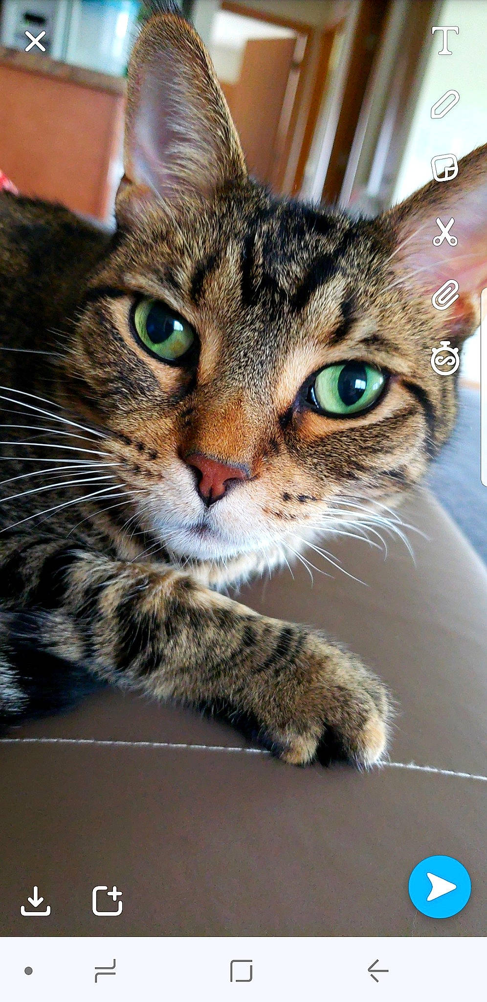 Tylung joined the competition — help win amazing prizes! aegean_cat, american_shorthair, american_wirehair, asian, bengal, california_spangled, carnivore, cat, domestic_short_haired_cat, dragon_li, european_shorthair, felidae, mammal, ocicat, pixie_bob, small_to_medium_sized_cats, tabby_cat, toyger, vertebrate, whiskers