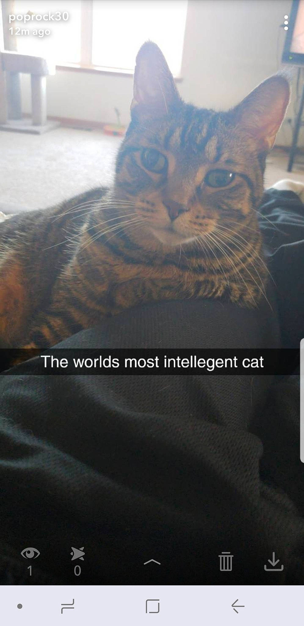 Tylung joined the competition — help win amazing prizes! aegean_cat, asian, bengal, california_spangled, carnivore, cat, domestic_short_haired_cat, european_shorthair, felidae, photo_caption, small_to_medium_sized_cats, tabby_cat, whiskers