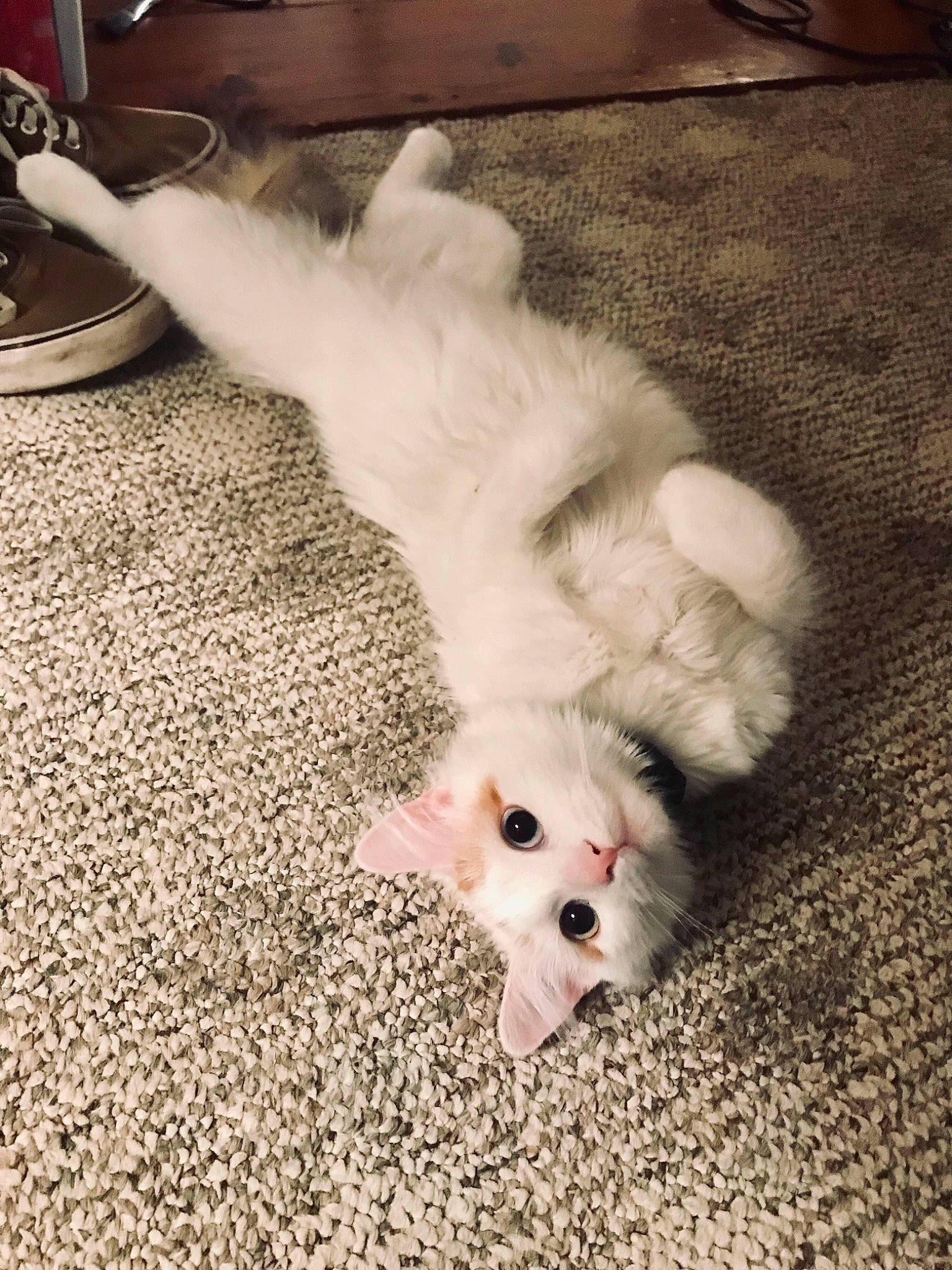 Hedwig joined the competition — help win amazing prizes! canidae, carnivore, cat, claw, comfort, companion_dog, dog_breed, fawn, felidae, flooring, foot, fur, kitchen_appliance, paw, small_to_medium_sized_cats, snout, sporting_group, tail, toy_dog, whiskers