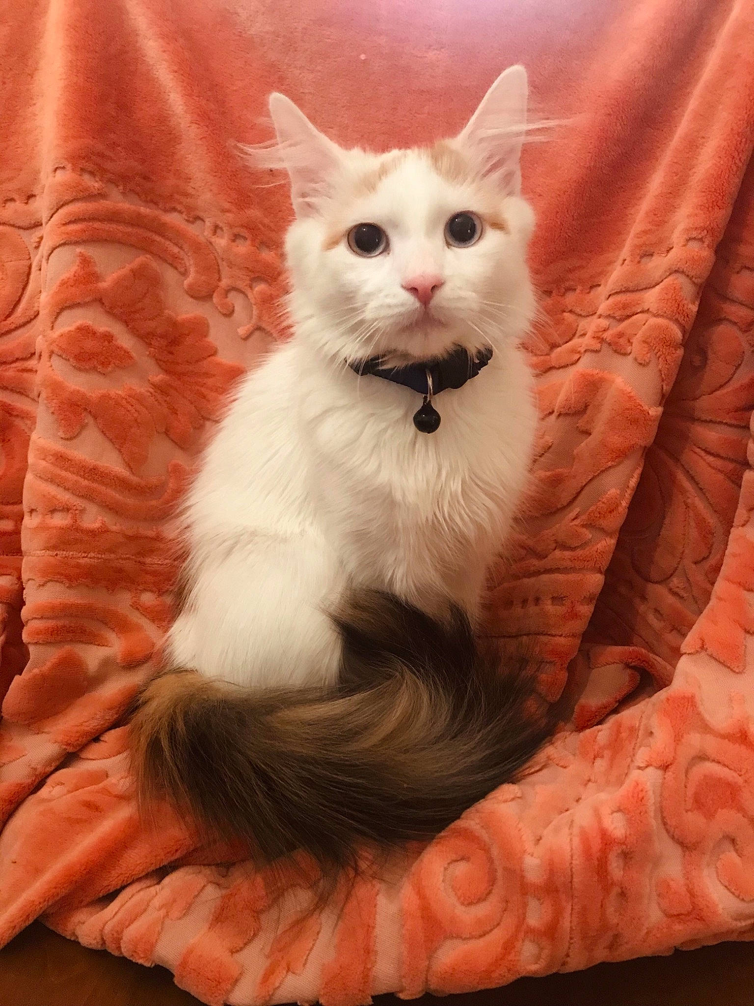 Hedwig is registered to the contest to win money with this photo: carnivore, cat, cat_supply, comfort, domestic_short_haired_cat, fawn, felidae, fur, iris, pattern, paw, peach, sitting, small_to_medium_sized_cats, snout, tail, terrestrial_animal, whiskers, window