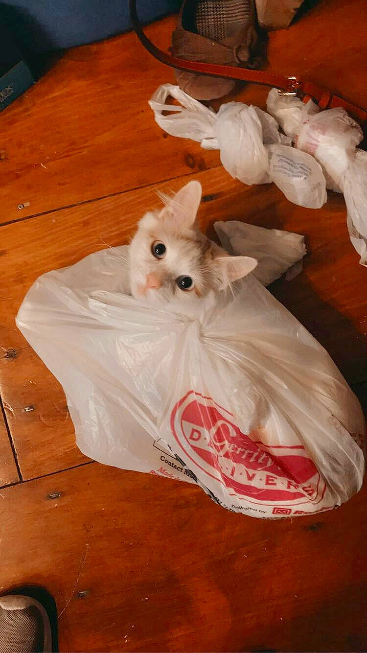 Hedwig joined the competition — help win amazing prizes! canidae, carnivore, comfort_food, companion_dog, dog_breed, dog_supply, fawn, flooring, fur, hardwood, plastic_bag, rodent, stuffed_toy, tail, toy, toy_dog, whiskers, wood, wood_flooring, wood_stain