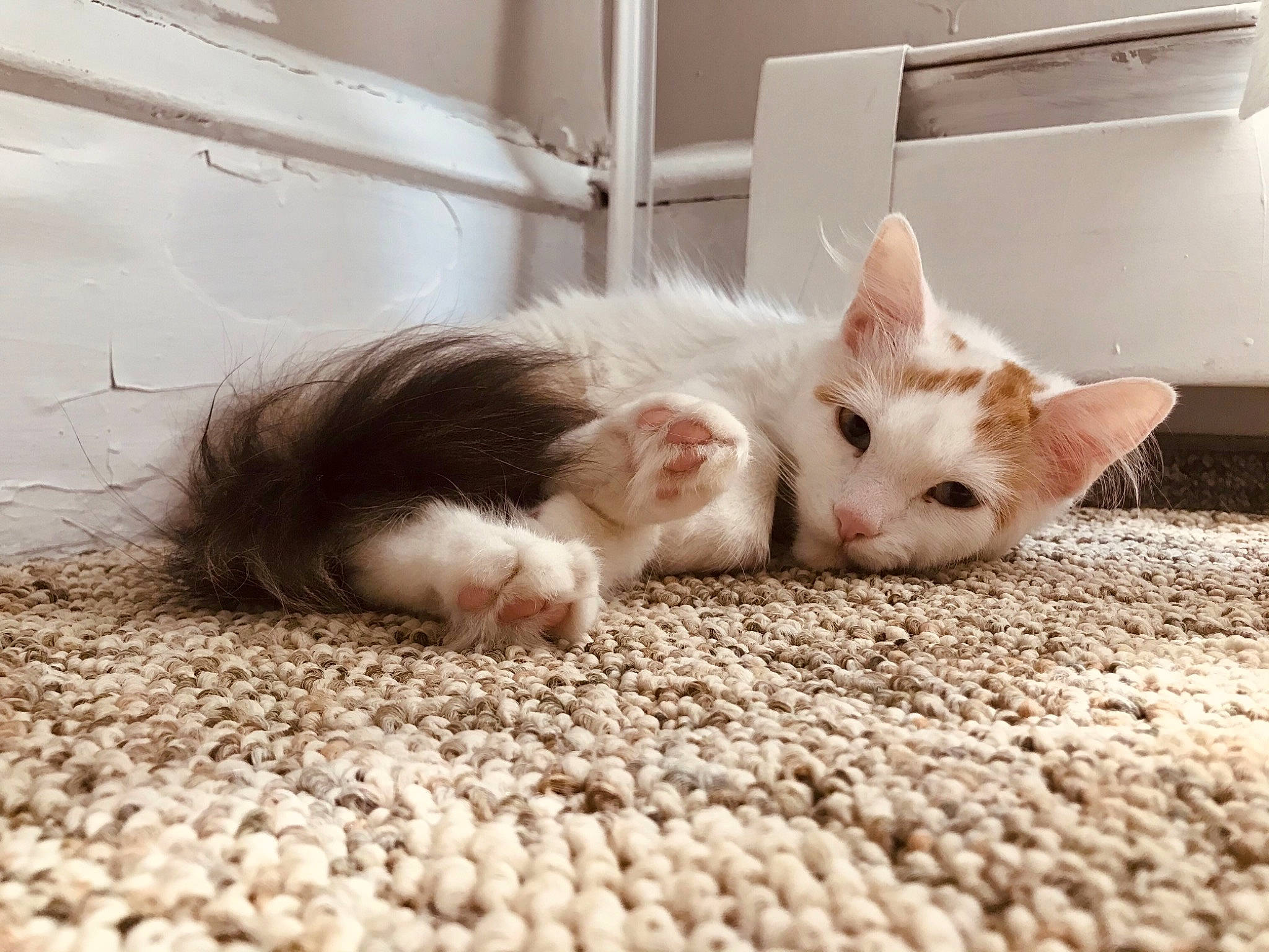 Hedwig joined the competition — help win amazing prizes! carnivore, carpet, cat, cat_supply, claw, comfort, domestic_short_haired_cat, fawn, felidae, flooring, foot, fur, human_leg, mammal, paw, small_to_medium_sized_cats, tail, vertebrate, whiskers, wood