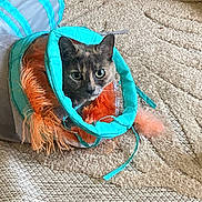 Bella is registered to the contest to win money with this photo: cat, animal, pet, toy, carpet, indoor, curious, feline, play, colorful, turquoise, orange, texture, face, ears, whiskers, looking, sitting, household, cozy