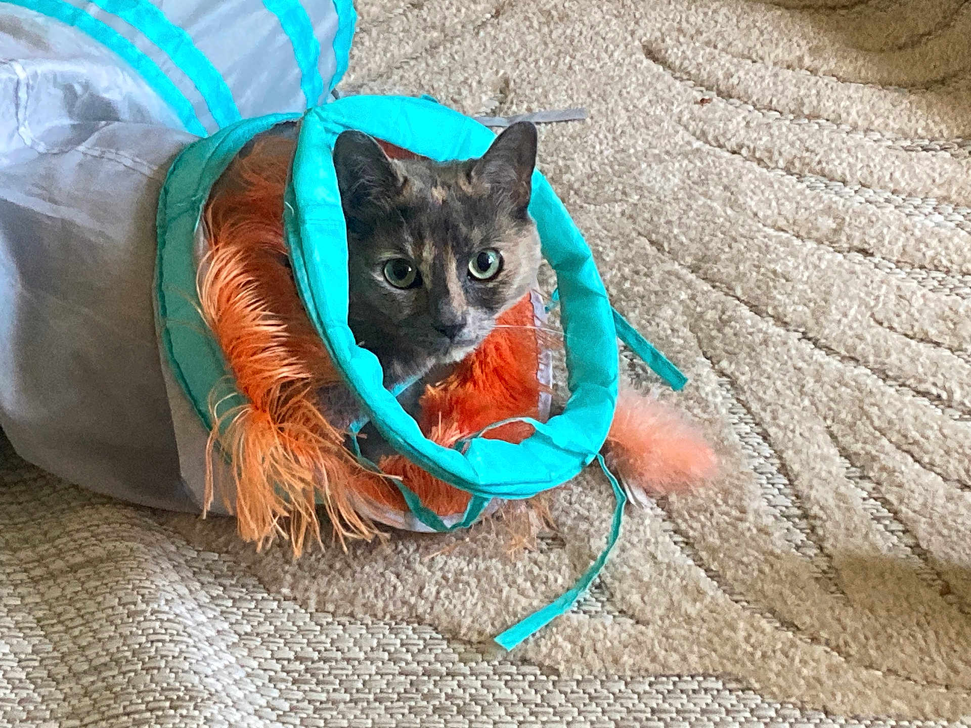 Bella is registered to the contest to win money with this photo: cat, animal, pet, toy, carpet, indoor, curious, feline, play, colorful, turquoise, orange, texture, face, ears, whiskers, looking, sitting, household, cozy