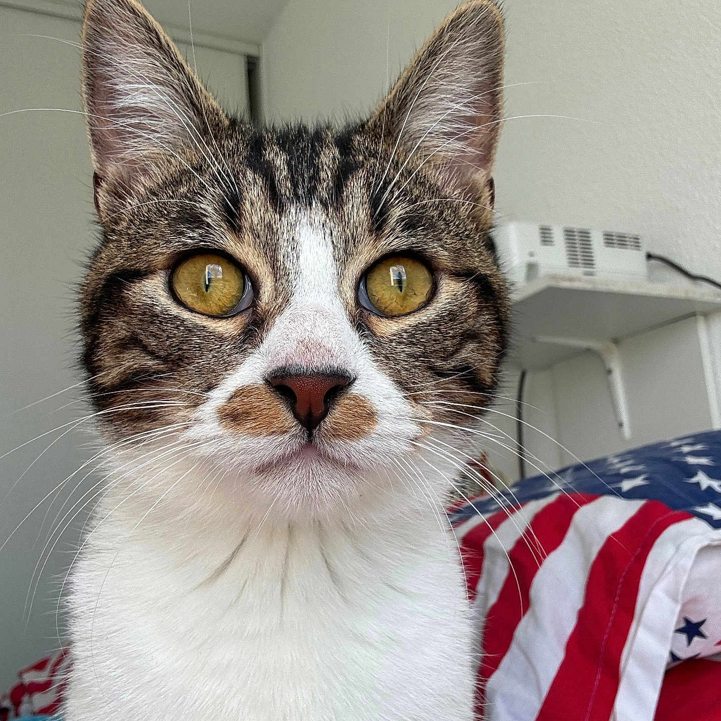 Ulysse participe au concours pour gagner de l'argent avec cette photo : abyssinian, americanflag, animal, architecture, blanket, cat, couch, cushion, face, flag, furniture, head, homedecor, indoors, kitten, manx, person, pet, photography, portrait
