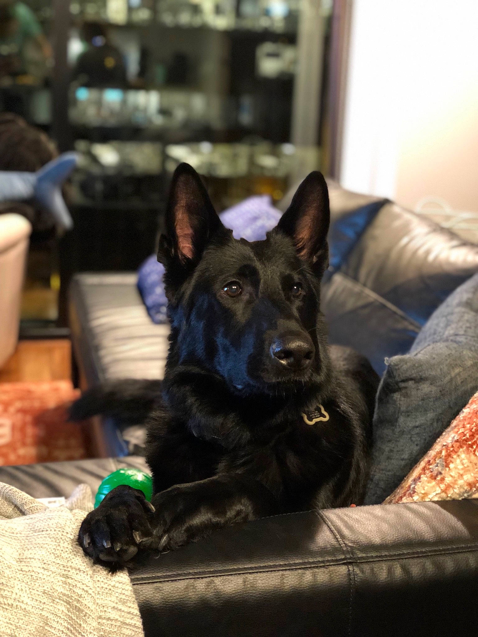 Crosby is registered to the contest to win money with this photo: belgian_shepherd, black_norwegian_elkhound, canidae, canis, carnivore, dog, dog_breed, dutch_shepherd_dog, ear, formosan_mountain_dog, german_shepherd_dog, mammal, police_dog, rare_breed_dog, schipperke, vertebrate, working_dog