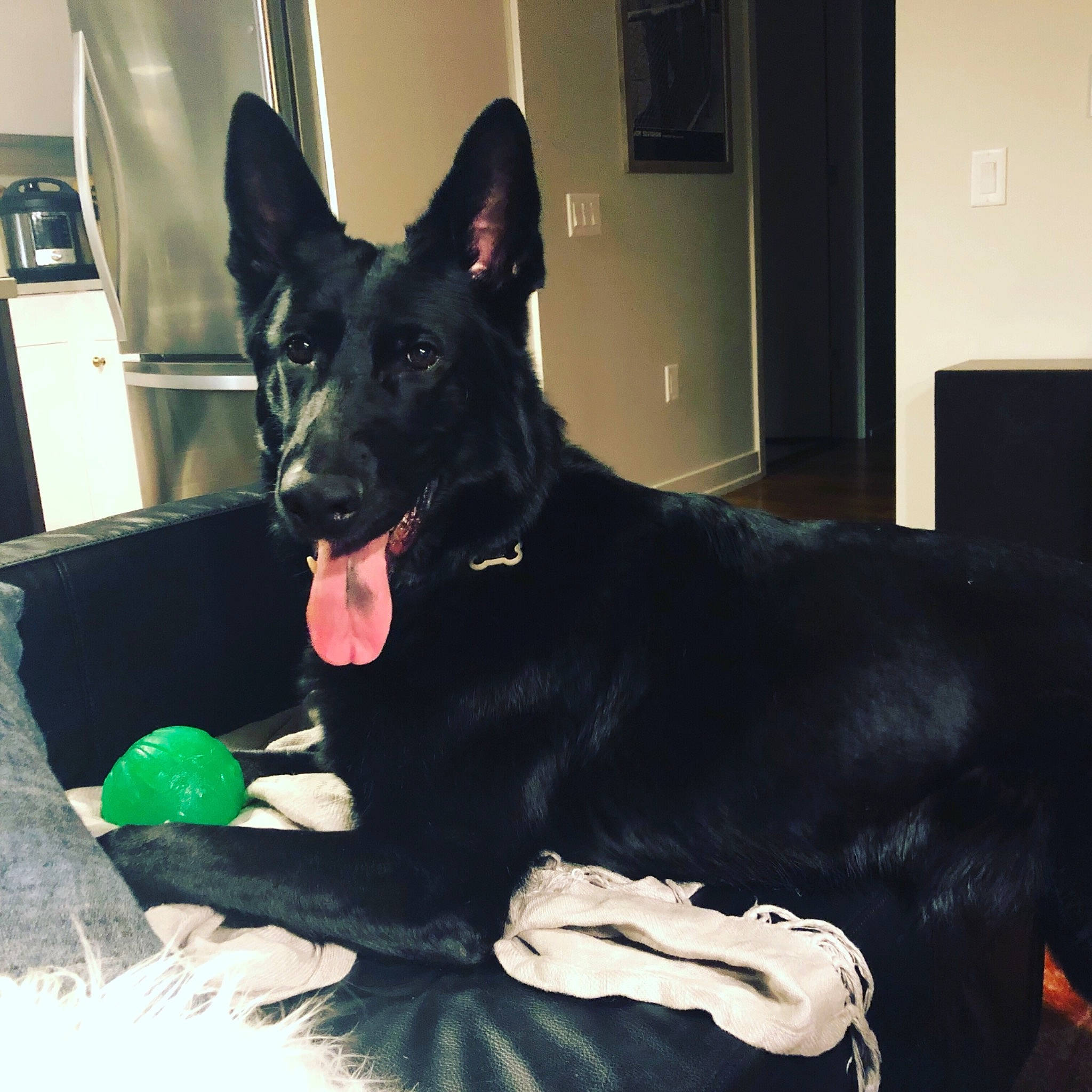 Crosby joined the competition — help win amazing prizes! belgian_shepherd, canidae, carnivore, dog, dog_breed, ear, east_european_shepherd, formosan_mountain_dog, king_shepherd, mammal, rare_breed_dog, sporting_group, vertebrate