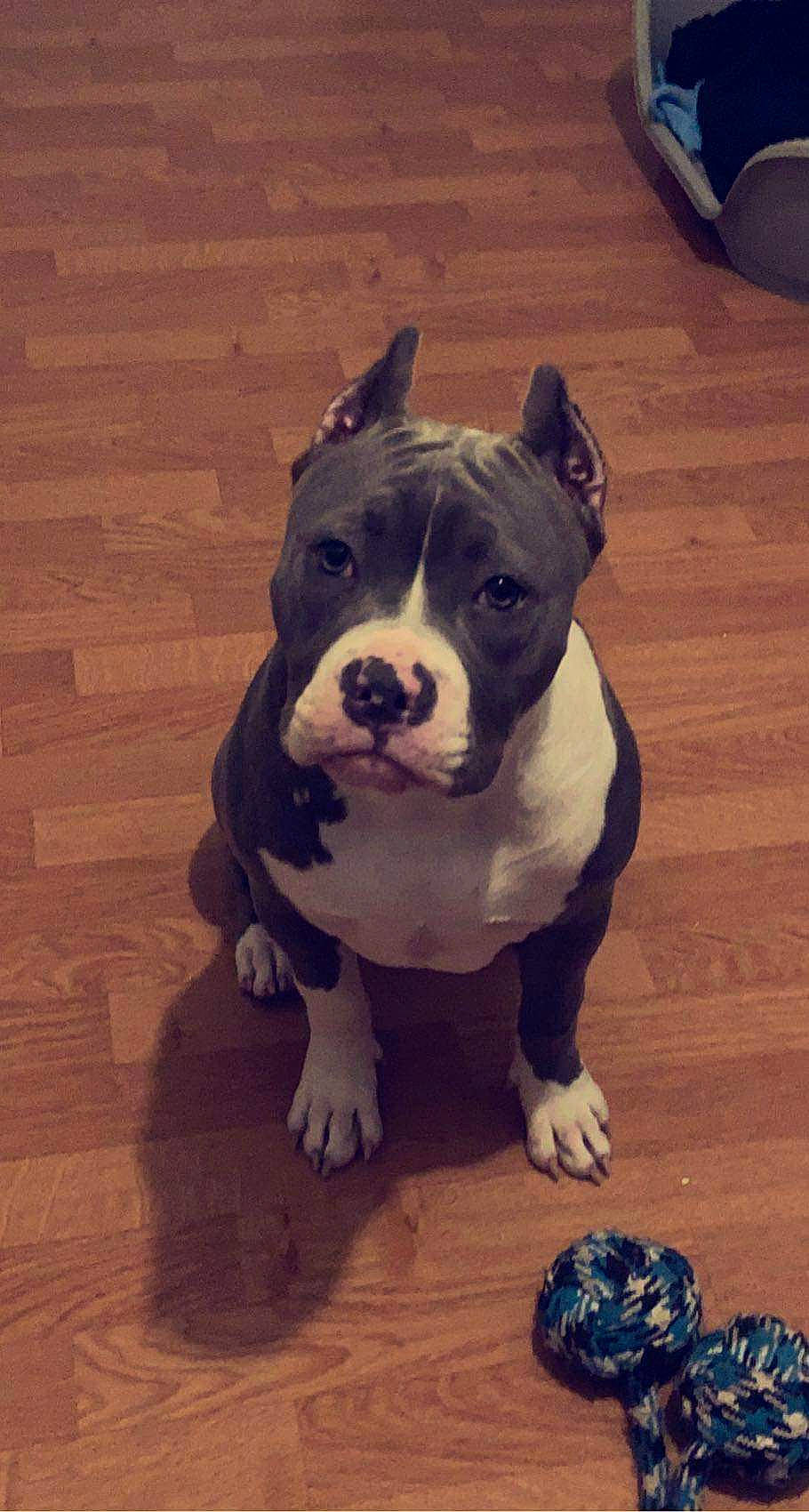 Haya participe au concours pour gagner de l'argent avec cette photo : art, canidae, carnivore, companion_dog, dog, dog_breed, dog_collar, fawn, flooring, hardwood, molosser, snout, tail, whiskers, window, wood, wood_flooring, wood_stain, working_animal, working_dog