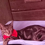 Rocky is registered to the contest to win money with this photo: cat, tabby, bow_tie, sleepy, resting, feline, pet, indoor, wooden_wall, purple_blanket, cute, animal, domestic_cat, relaxed, cozy, fur, whiskers, ears, paw, sleep