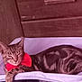 cat, tabby, bow_tie, sleepy, resting, feline, pet, indoor, wooden_wall, purple_blanket, cute, animal, domestic_cat, relaxed, cozy, fur, whiskers, ears, paw, sleep