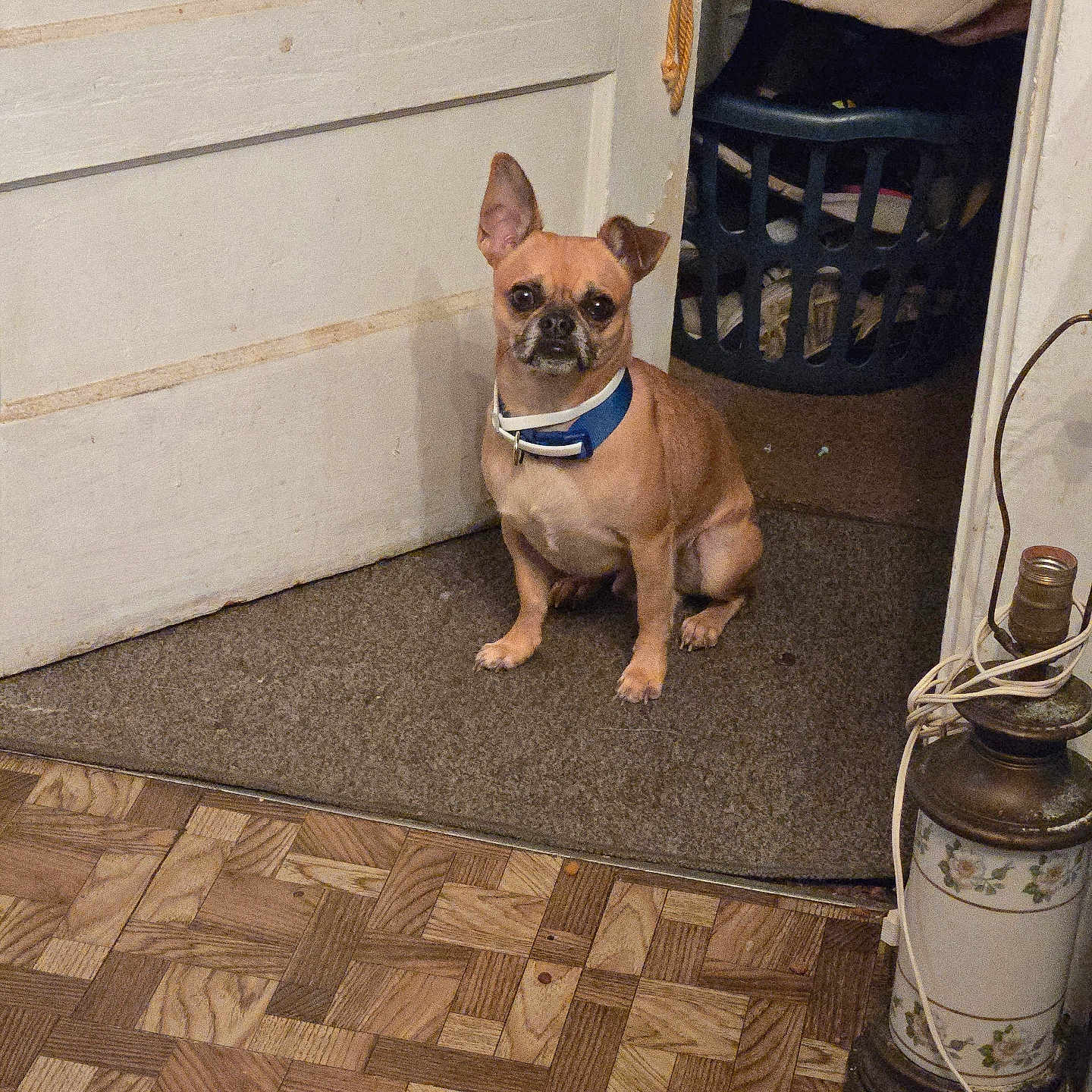 Bob Webber joined the competition — help win amazing prizes! animal, blue_collar, brown_dog, clothes, cord, dog, door, ear_flopped, ear_up, flooring, home, indoor, lamp, laundry_basket, mat, parquet_floor, pet, sitting, small_dog, vintage_lamp