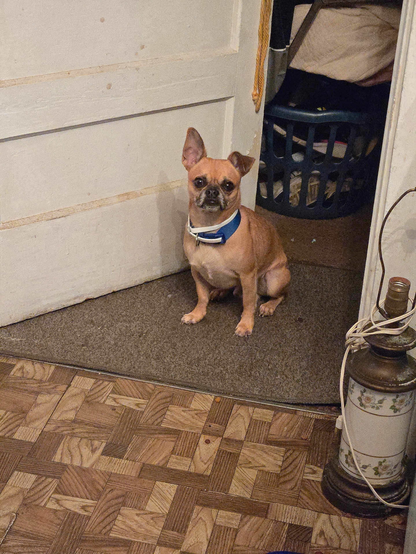 Bob Webber joined the competition — help win amazing prizes! animal, blue_collar, brown_dog, clothes, cord, dog, door, ear_flopped, ear_up, flooring, home, indoor, lamp, laundry_basket, mat, parquet_floor, pet, sitting, small_dog, vintage_lamp
