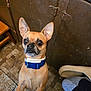 alert, animal, blue_collar, brown_fur, chair, close_up, curious, dog, domestic, foot, indoor, looking_up, patterned_floor, perky_ears, pet, slipper, small_dog, sock, standing, wooden_door