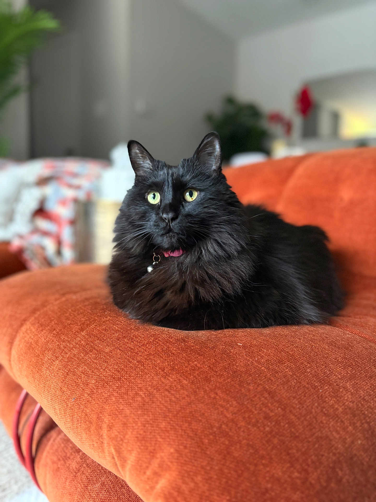 Phoebe joined the competition — help win amazing prizes! cat, black_cat, fluffy, green_eyes, pet, indoor, couch, orange_couch, furniture, living_room, relaxed, domestic_cat, animal, cute, fur, collar, closeup, portrait, houseplant, background_blur