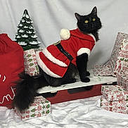 Phoebe is registered to the contest to win money with this photo: black_cat, cat, santa_outfit, christmas, presents, gift_wrap, sled, holiday, festive, decorative_tree, red_bag, white_background, fur, pet, animal, indoor, seasonal, celebration, costume, winter