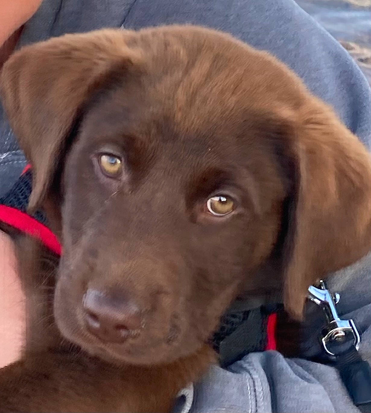 Timber is registered to the contest to win money with this photo: borador, canidae, carnivore, collar, companion_dog, dog, dog_breed, dog_collar, electric_blue, fur, gun_dog, hat, hunting_dog, liver, snout, sporting_group, whiskers, working_animal