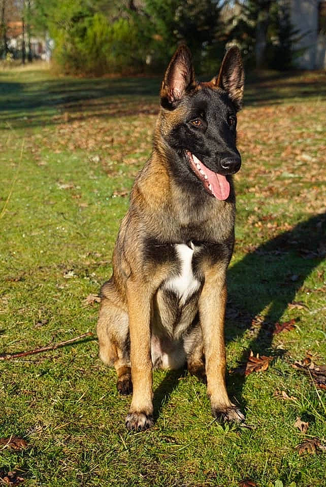 Pixie a rejoint le concours — aidez-le/la à gagner de superbes lots ! belgian_shepherd, belgian_shepherd_malinois, canidae, carnivore, dog, dog_breed, east_european_shepherd, fawn, german_shepherd_dog, king_shepherd, kunming_wolfdog, mammal, old_german_shepherd_dog, police_dog, rare_breed_dog, shiloh_shepherd_dog, snout, vertebrate, working_dog