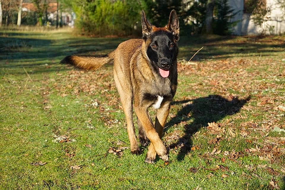 Pixie a rejoint le concours — aidez-le/la à gagner de superbes lots ! belgian_shepherd, belgian_shepherd_malinois, canidae, carnivore, dog, dog_breed, fawn, german_shepherd_dog, herding_dog, mammal, sporting_group, vertebrate, working_dog