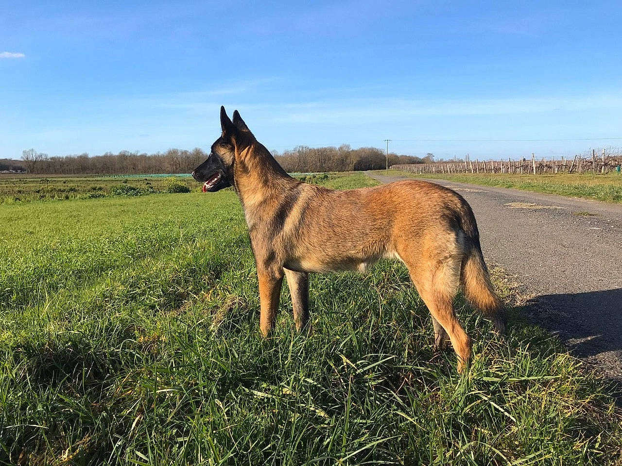 Pixie a rejoint le concours — aidez-le/la à gagner de superbes lots ! belgian_shepherd, belgian_shepherd_malinois, canidae, carnivore, dog, dog_breed, farm, fawn, field, grass, grassland, mammal, meadow, pasture, plain, plant, prairie, rural_area, vertebrate, wildlife