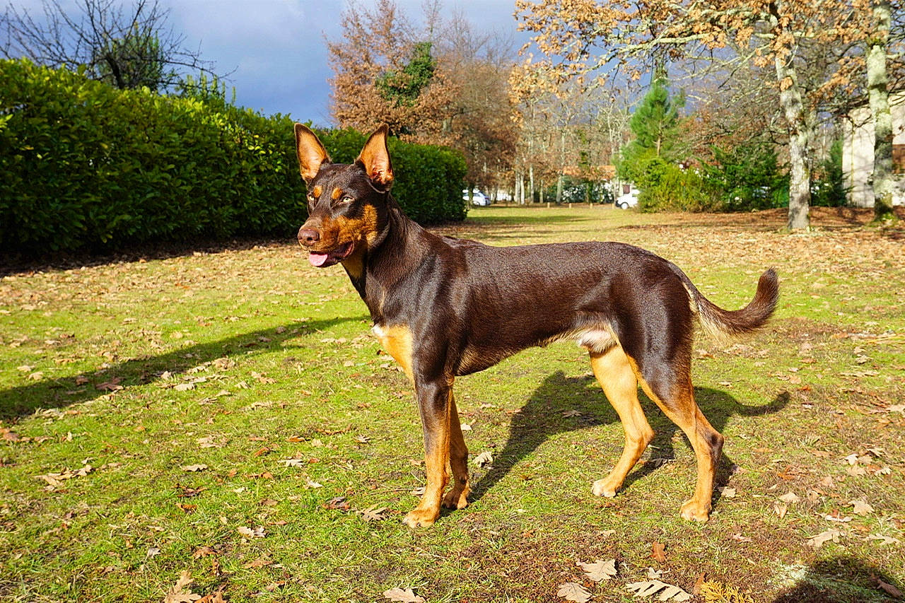 Ozzy a rejoint le concours — aidez-le/la à gagner de superbes lots ! australian_kelpie, canidae, carnivore, dobermann, dog, dog_breed, english_toy_terrier, fawn, german_pinscher, hunting_dog, mammal, manchester_terrier, rare_breed_dog, toy_manchester_terrier, vertebrate