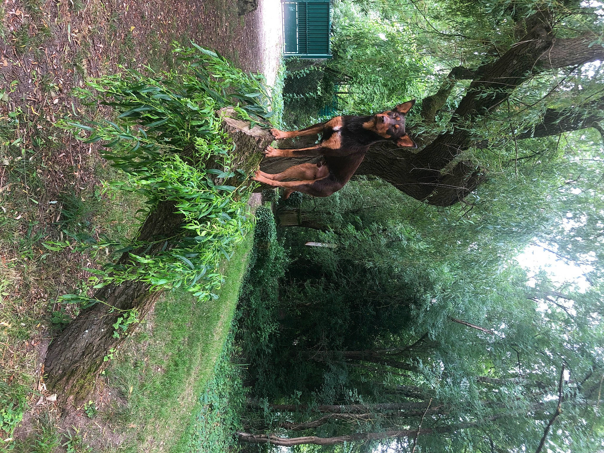 Ozzy a rejoint le concours — aidez-le/la à gagner de superbes lots ! bigtree, forest, grass, jungle, old_growth_forest, plant, rainforest, tree, trunk, valdivian_temperate_rain_forest, woody_plant