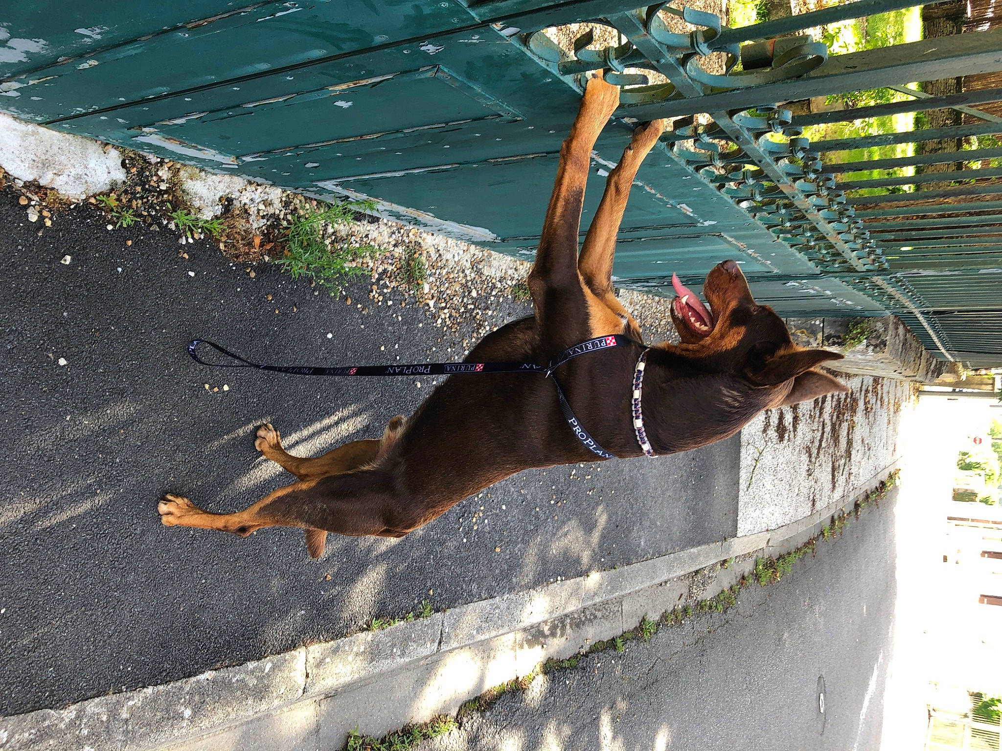 Ozzy a rejoint le concours — aidez-le/la à gagner de superbes lots ! canidae, water