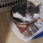 Spaz is registered to the contest to win money with this photo: cat, gray_cat, white_cat, metal_bowl, towel, floor, indoor, pet, animal, curled_up, looking, cute, domestic, cozy, resting, kitten, fur, whiskers, ears, eyes