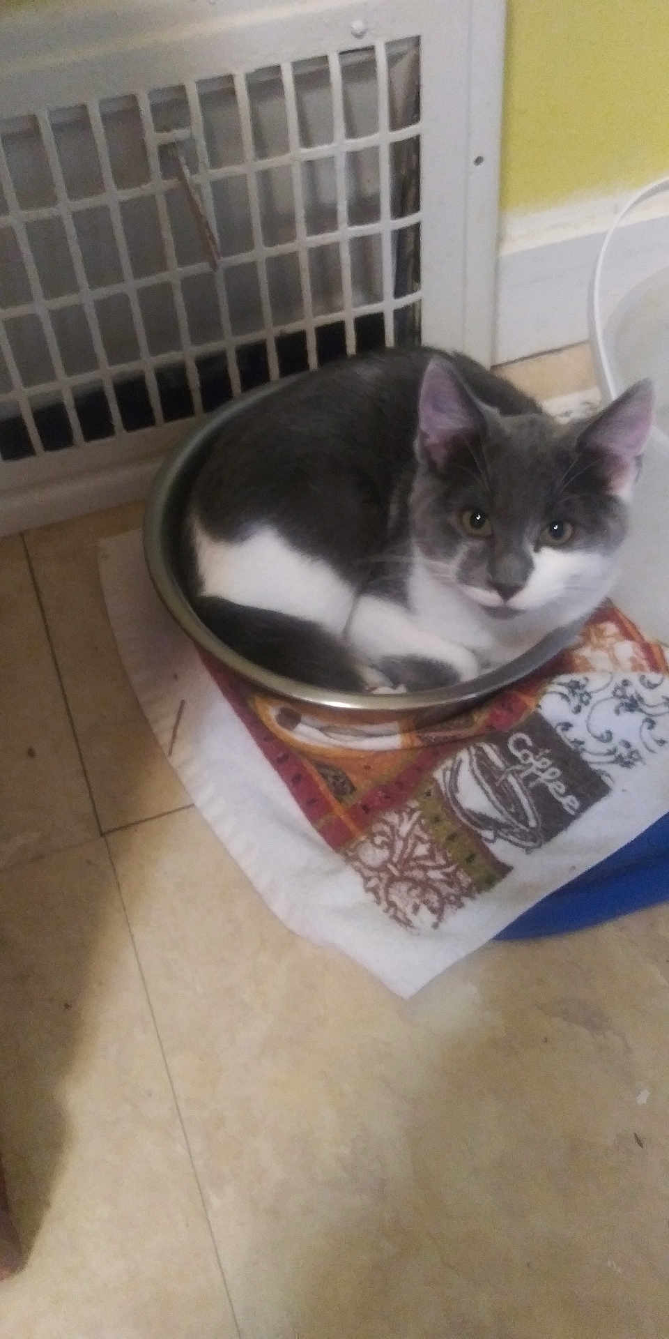 Spaz is registered to the contest to win money with this photo: cat, gray_cat, white_cat, metal_bowl, towel, floor, indoor, pet, animal, curled_up, looking, cute, domestic, cozy, resting, kitten, fur, whiskers, ears, eyes