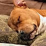 dog, sleeping, cushion, ear, nose, closed_eyes, resting, indoor, brown, white, fur, pet, comfort, relaxation, canine, closeup, sofa, home, cute, peaceful